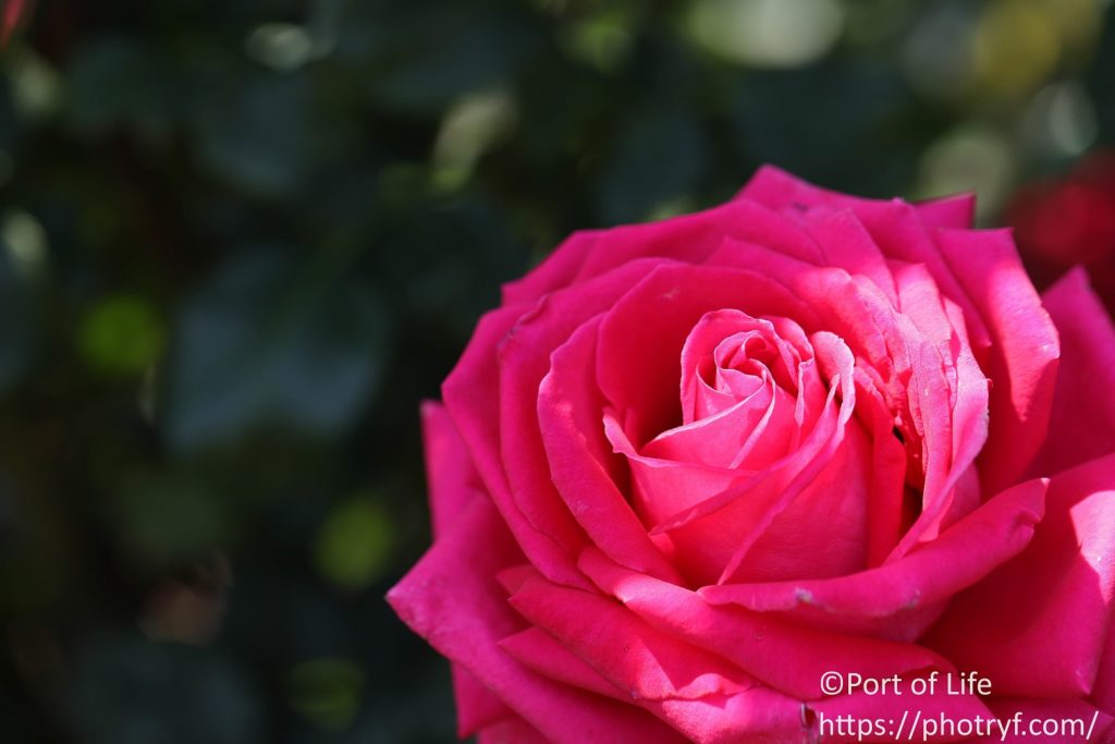 ピンク色のバラをマクロ撮影