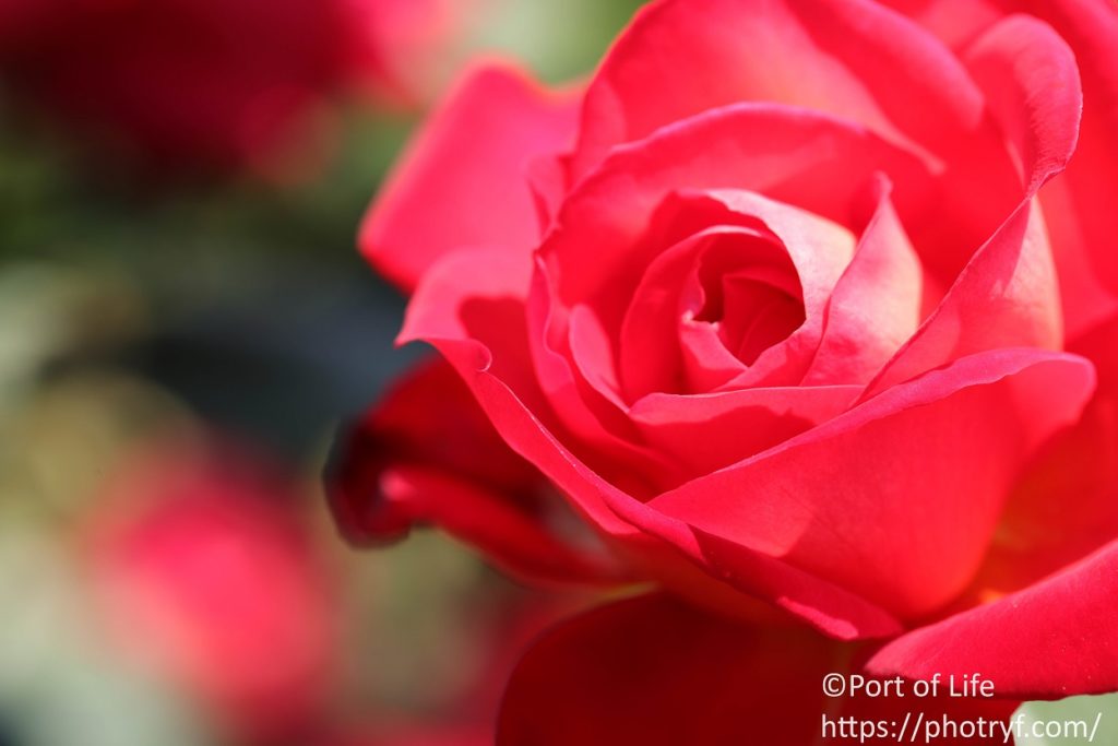マクロレンズで赤いバラをマクロ撮影