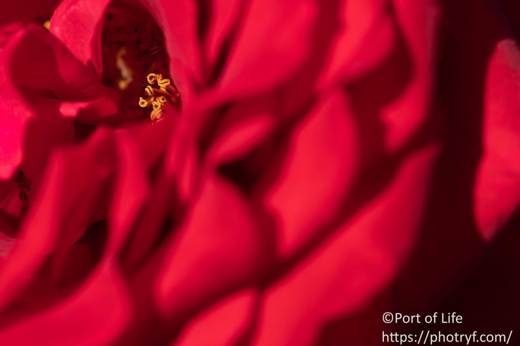 マクロレンズで撮影した赤いバラのおしべとめしべ