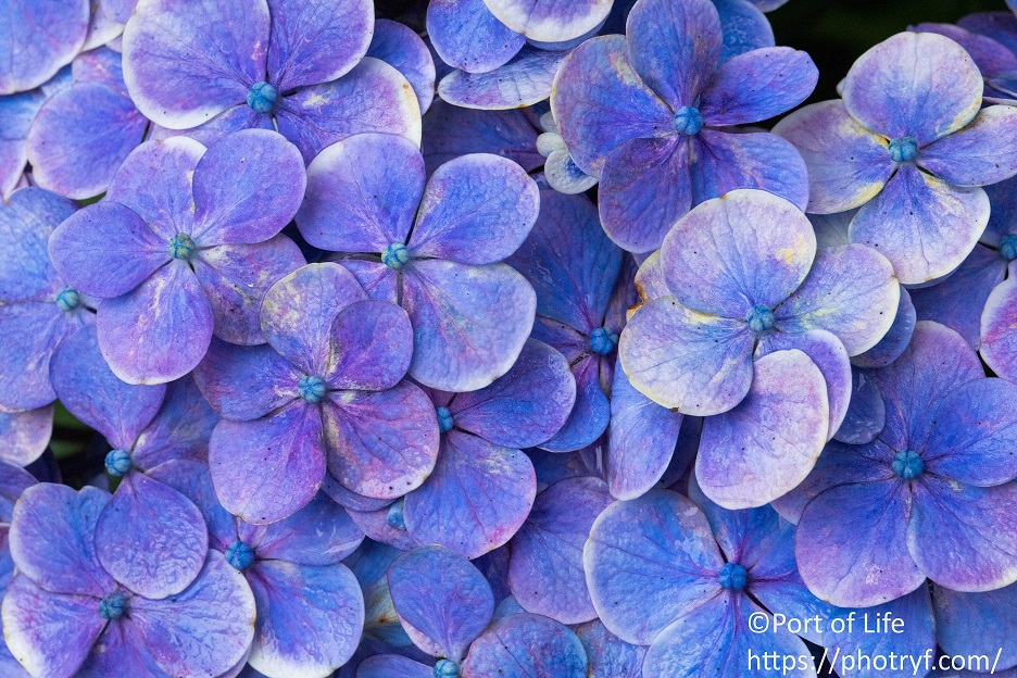 紫色の紫陽花を梅雨にマクロ撮影