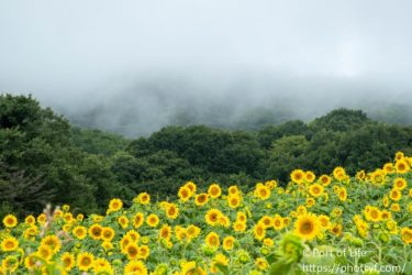 福島県の撮影スポット『三ノ倉高原ひまわり畑』のアクセスや観光情報