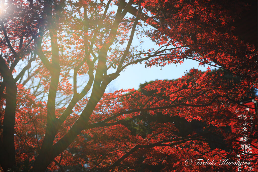 上野恩賜公園の紅葉作例2