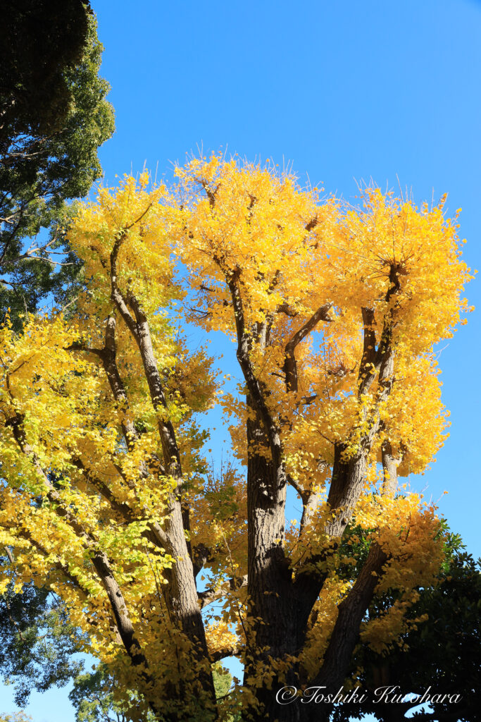 上野恩賜公園で撮影した紅葉風景4
