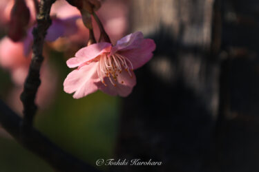 EOS R6とRF24-105mm F4-7.1 IS STMで撮影する早咲きの桜
