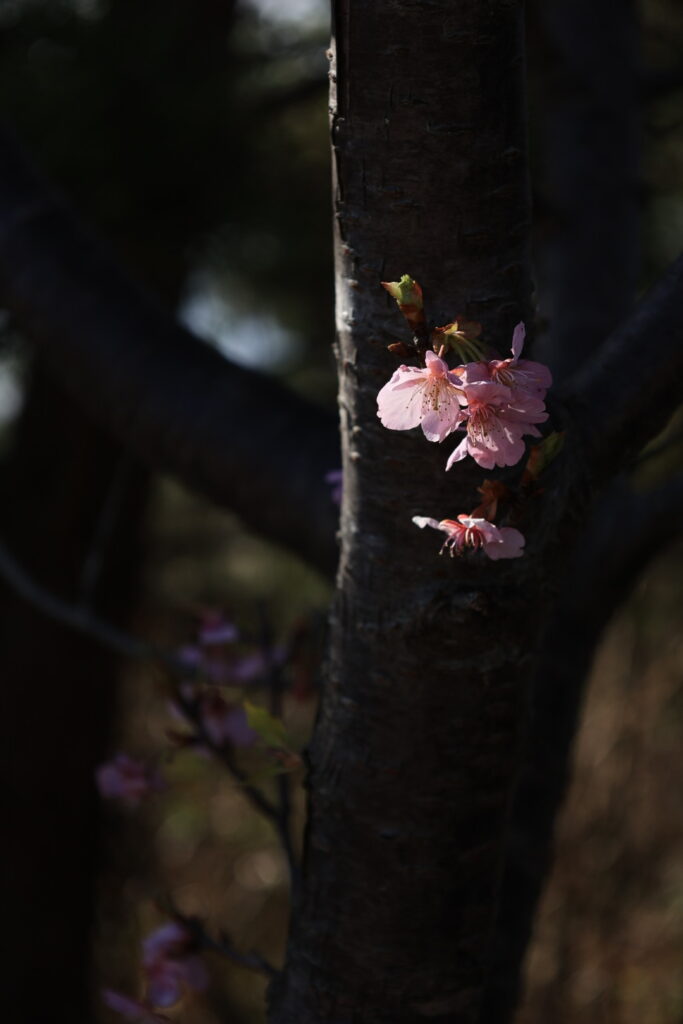 EOS R6で撮影したしらこ桜の写真2