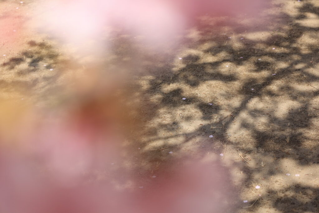 EOS R6で撮影したしらこ桜の写真1