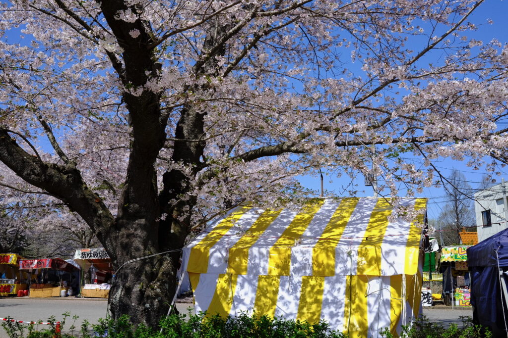 フィルムシミュレーションののビビットで撮影した桜の風景写真