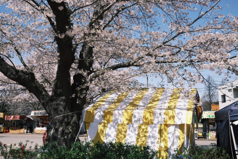フィルムシミュレーション クラシックネガでクラシックネガで撮影した桜の桜の風景写真