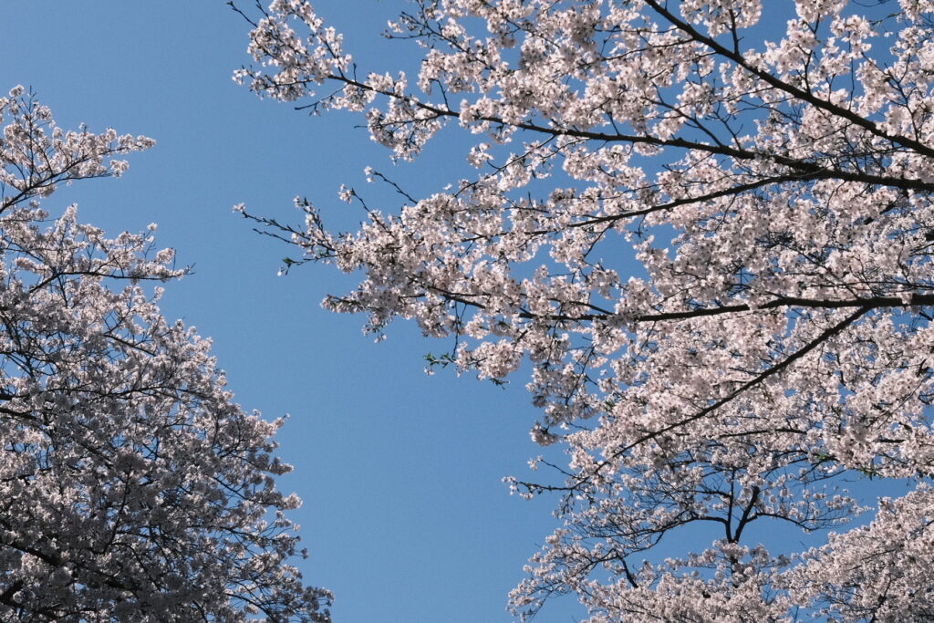 FUJIFILM X100Vで撮影した桜の風景写真
