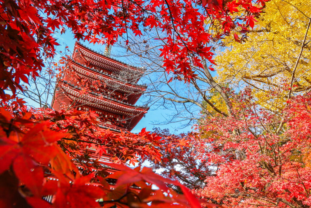 本土寺と紅葉の風景