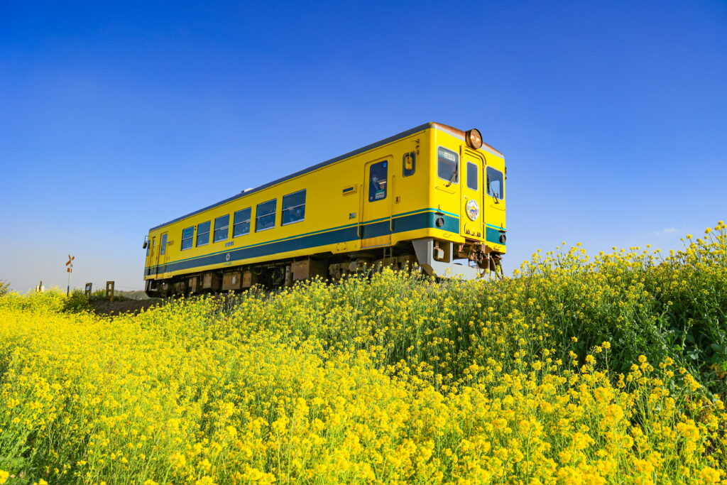 いすみ鉄道となの花畑の風景