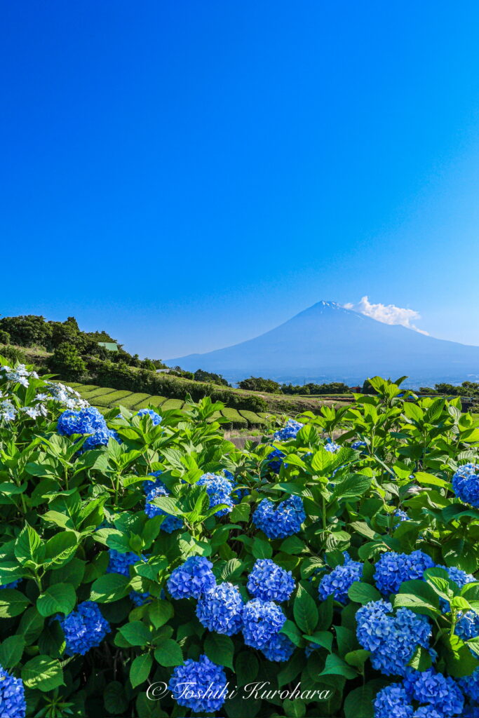 富士見市のアジサイ畑と富士山の風景