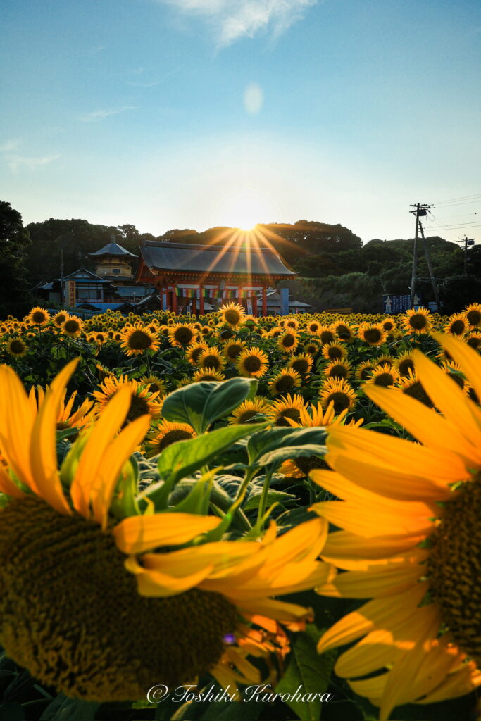 ひまわり畑と夏の自然風景