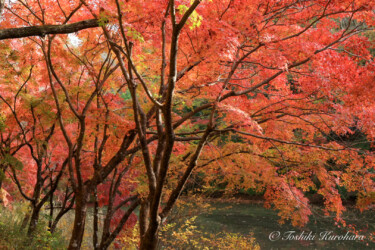 千葉県千葉市 千葉県で撮影した紅葉の自然風景