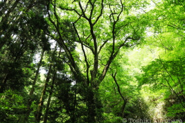茨城県 茨城県の森林自然風景